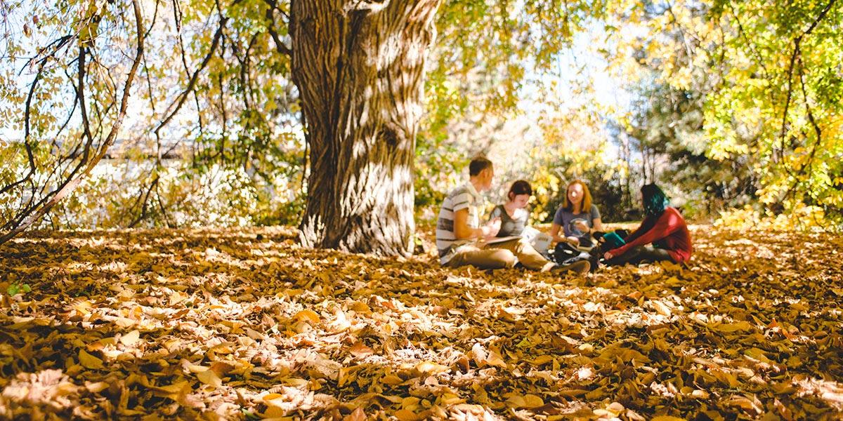 秋天，学生们在柳树下学习
